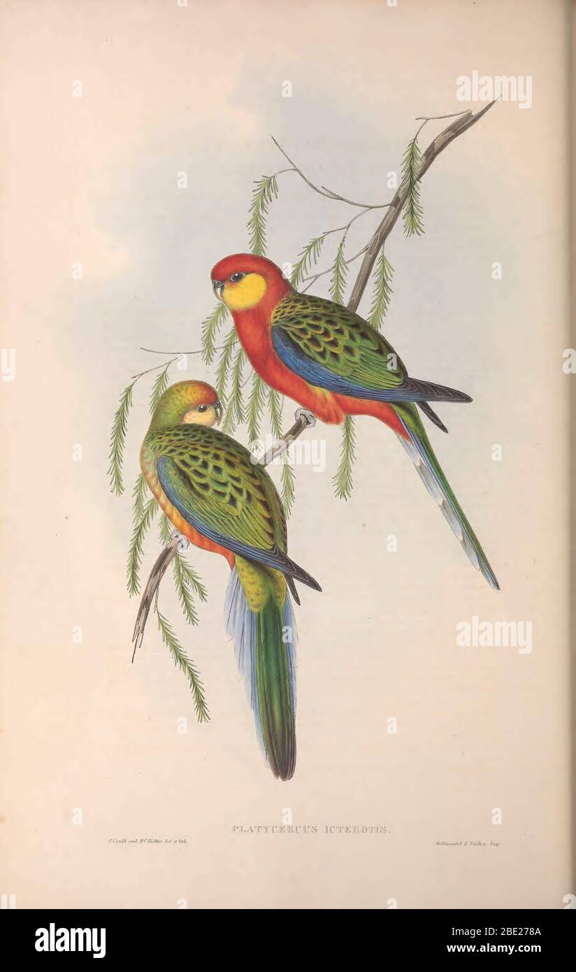 The birds of Australia By John Gould Stock Photo