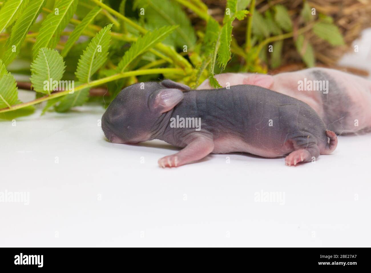 Newborn Rabbit Nest High Resolution Stock Photography And Images Alamy Newborn Rabbit Nest High Resolution Stock Photography And Images Alamy