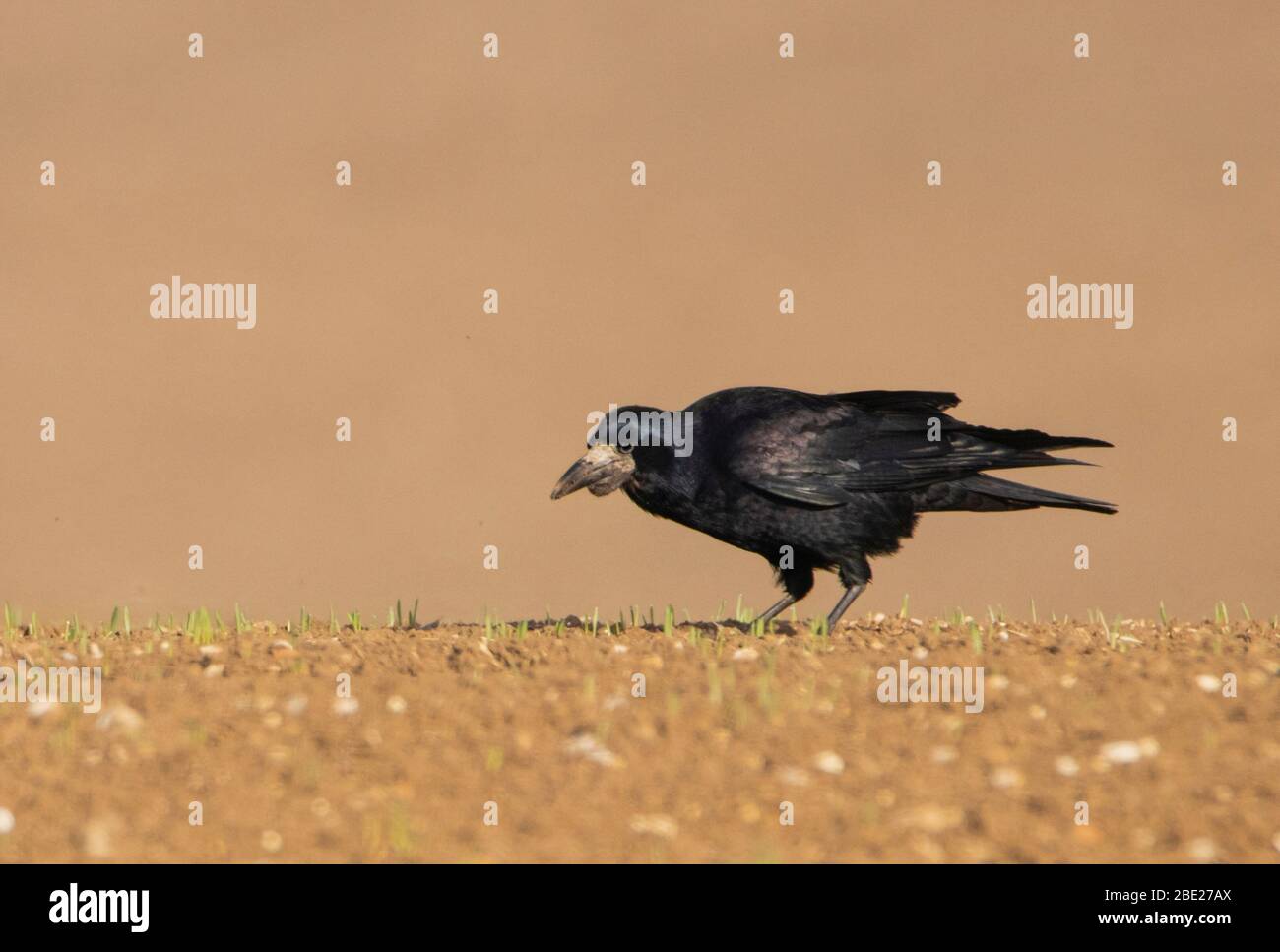 Rook, Corvus frugilegus, corvidae Stock Photo