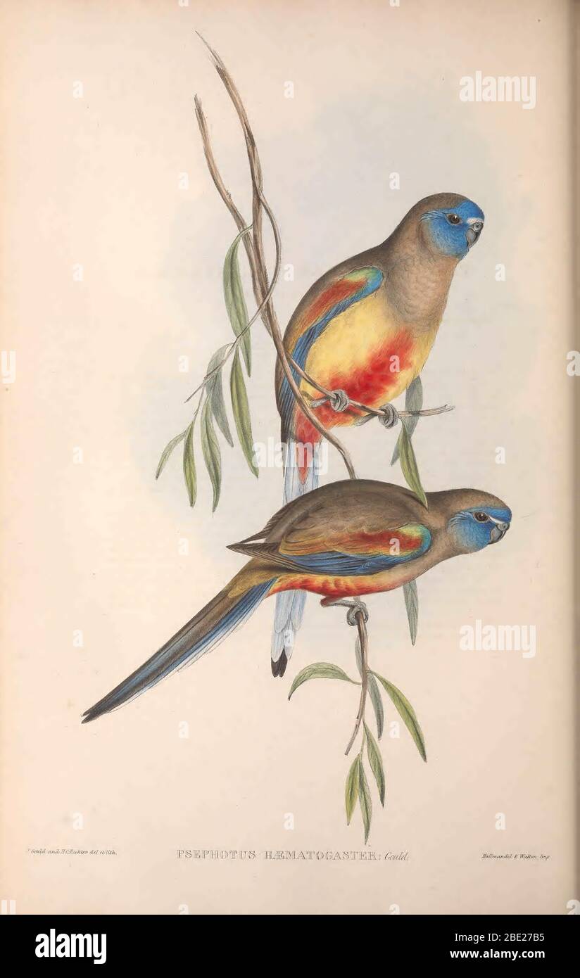 The birds of Australia By John Gould Stock Photo