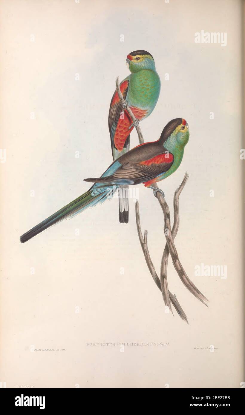 The birds of Australia By John Gould Stock Photo