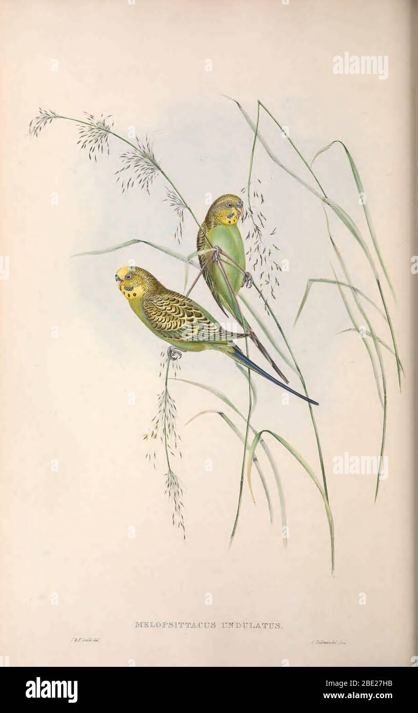 The birds of Australia By John Gould Stock Photo
