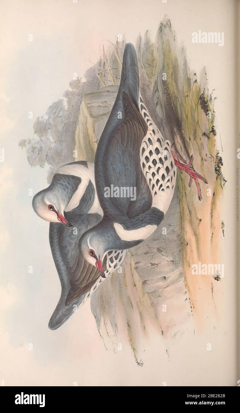 The birds of Australia By John Gould Stock Photo