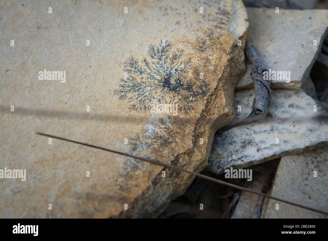 Fossil plant petrified Stock Photo