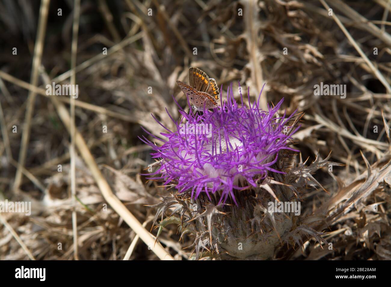 Brown Argus butterfly on purple thistle blossom surrounded by brown and dry blades of grass Stock Photo