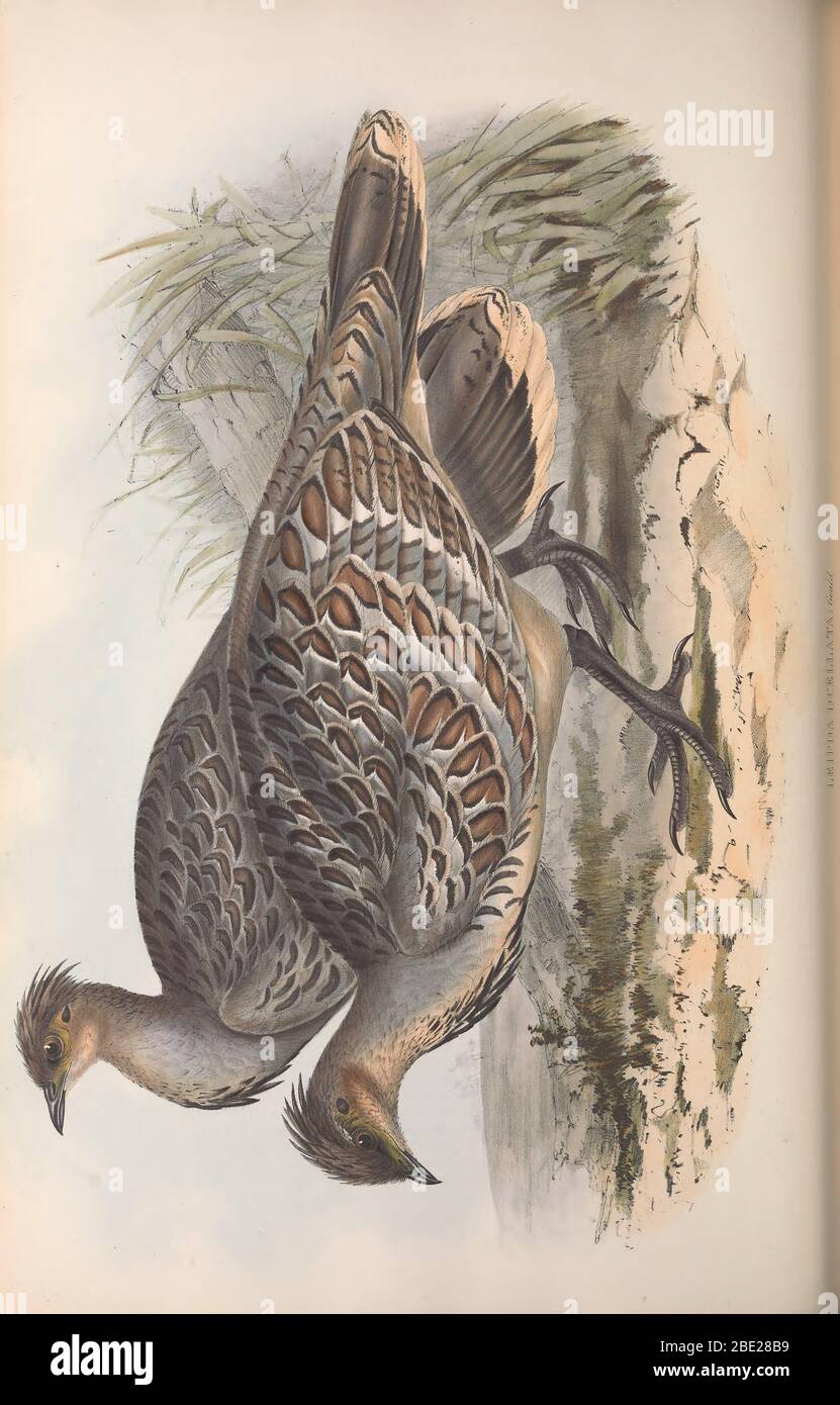 The birds of Australia By John Gould Stock Photo