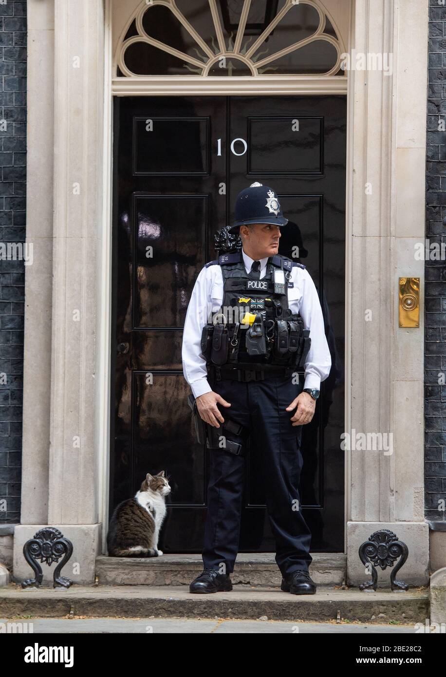 Larry the Downing Street cat outside the door of 10 Dowing Street, as Prime Minister Boris Johnson continues his recovery in hospital from coronavirus. Stock Photo