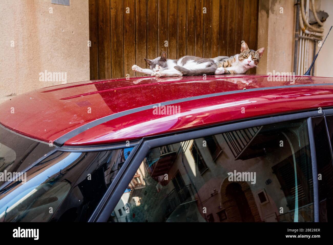 Cat car roof hires stock photography and images Alamy