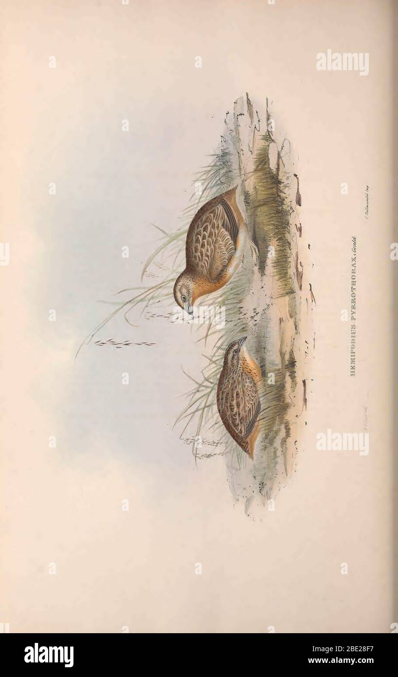 The birds of Australia By John Gould Stock Photo