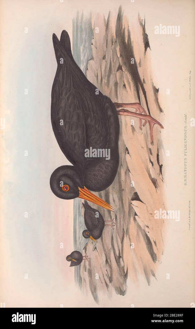 The birds of Australia By John Gould Stock Photo