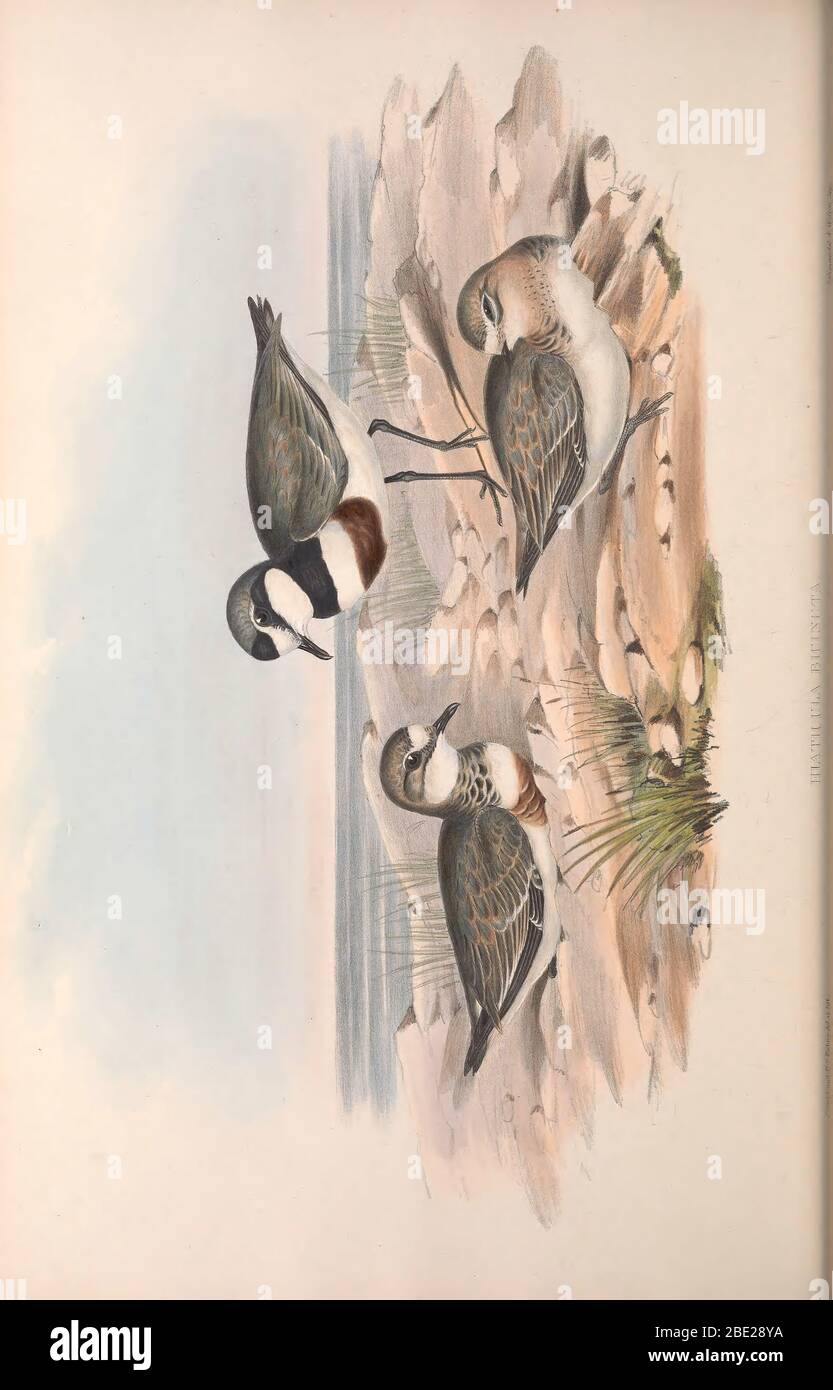 The birds of Australia By John Gould Stock Photo