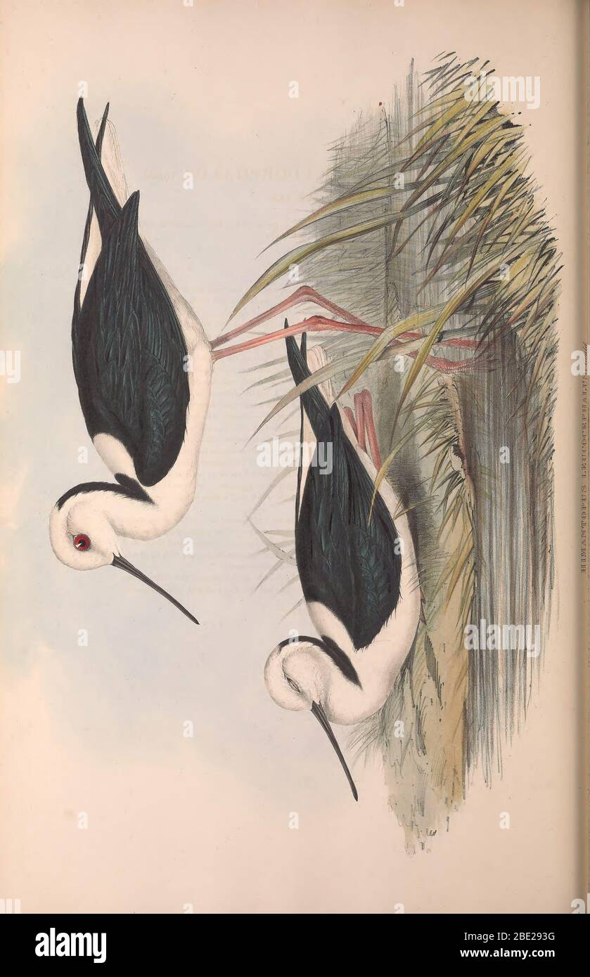 The birds of Australia By John Gould Stock Photo