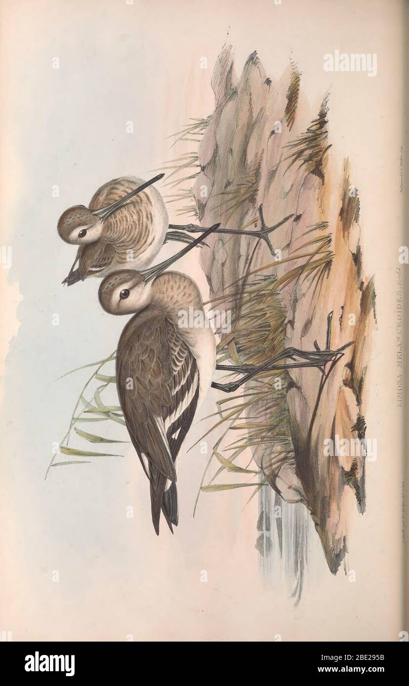 The birds of Australia By John Gould Stock Photo