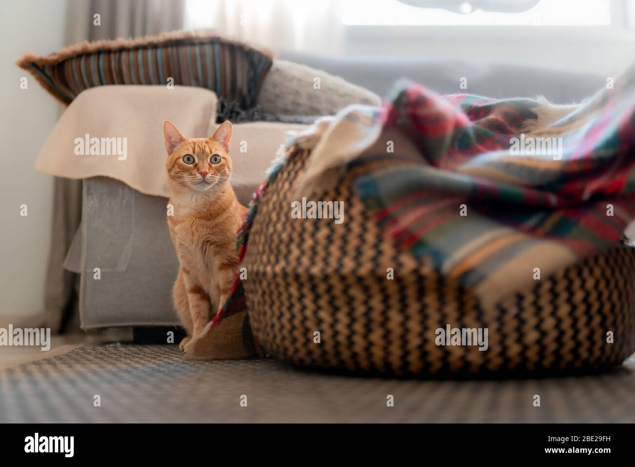 Green-eyed tabby cat stands behind a wicker basket Stock Photo - Alamy