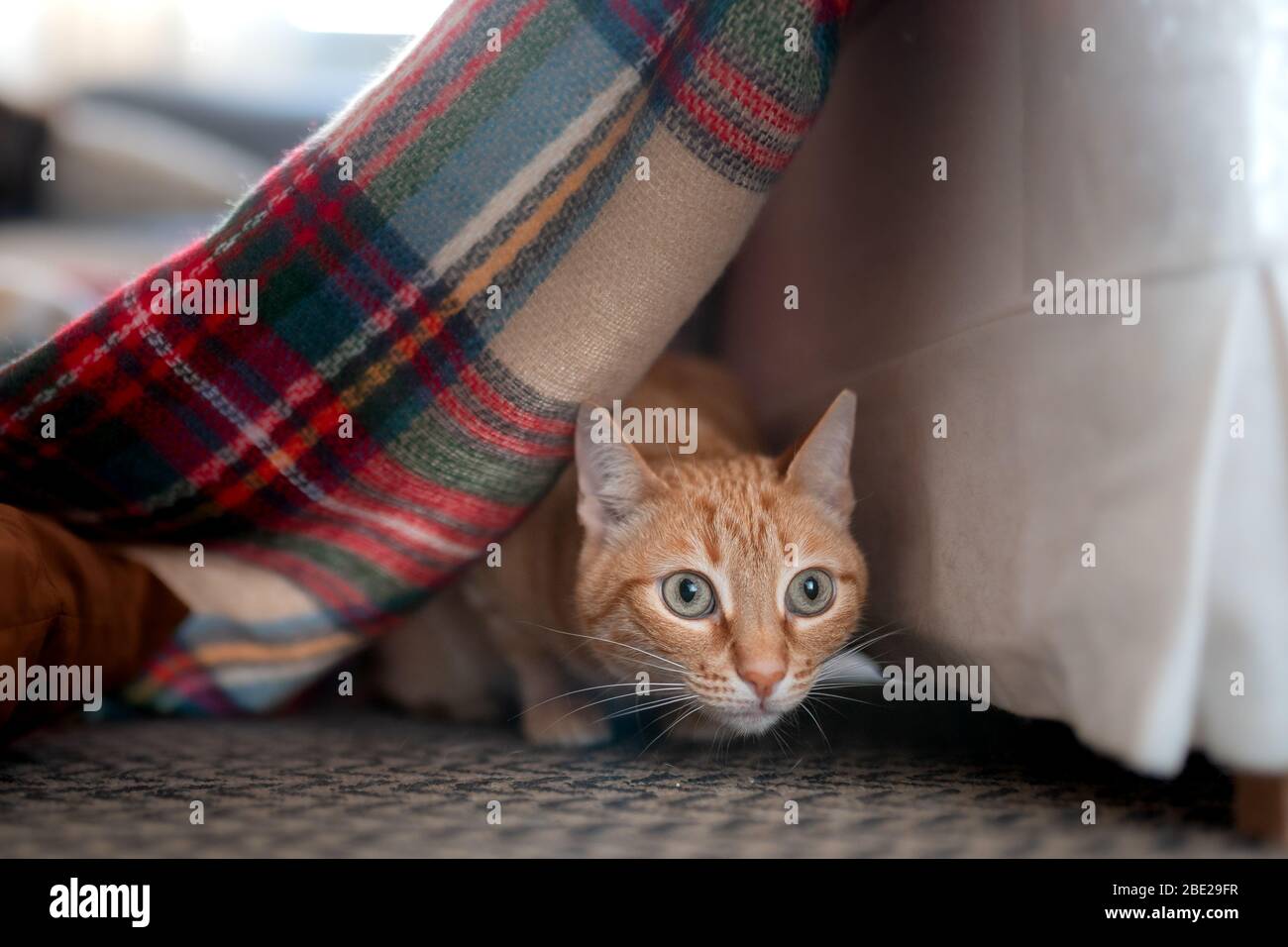 Hidden under sofa hires stock photography and images Alamy
