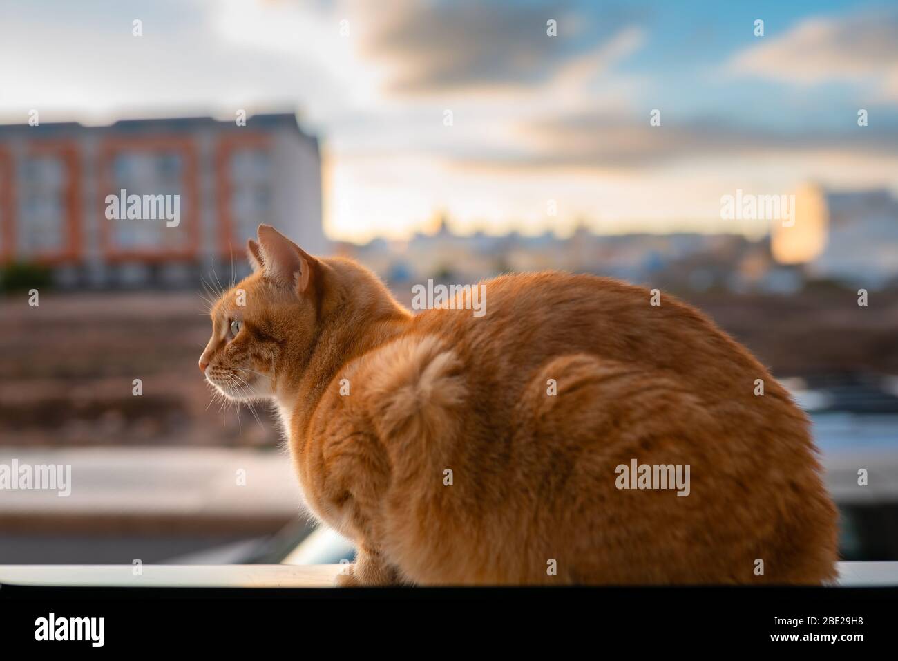 brown tabby cat, watch the sunset from the window Stock Photo - Alamy