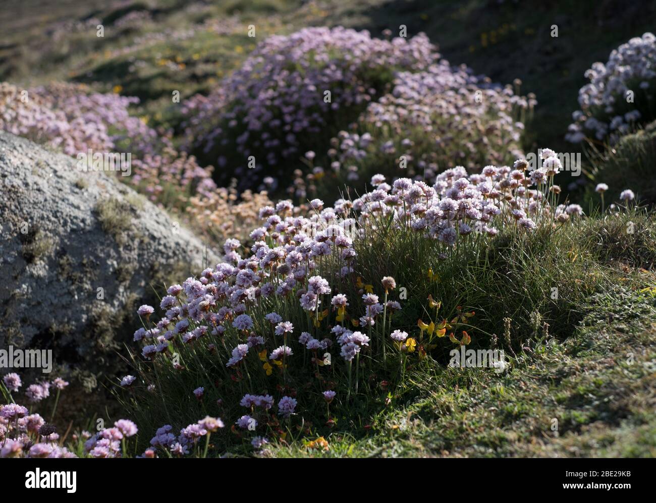 Sea pink, or thrift, (Armeria maritima), on the cliffs of Bryher, Isles of Scilly Stock Photo
