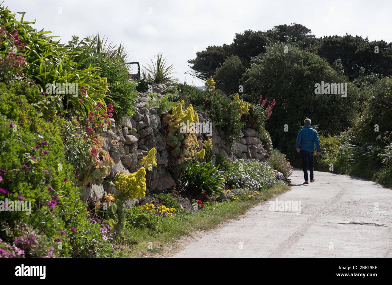 Sub-tropical plants growing on the walls of a road in Bryher, Isles of Scilly Stock Photo