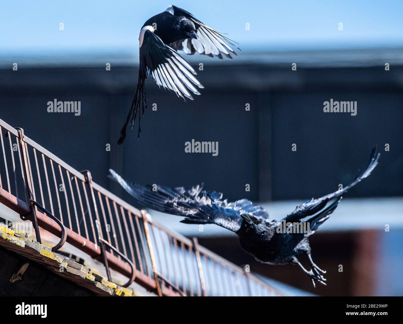 Dresden, Germany. 11th Apr, 2020. A magpie (l) and a raven crow fight on a roof in the Dresden district Leipziger Vorstadt. Credit: Robert Michael/dpa-Zentralbild/dpa/Alamy Live News Stock Photo
