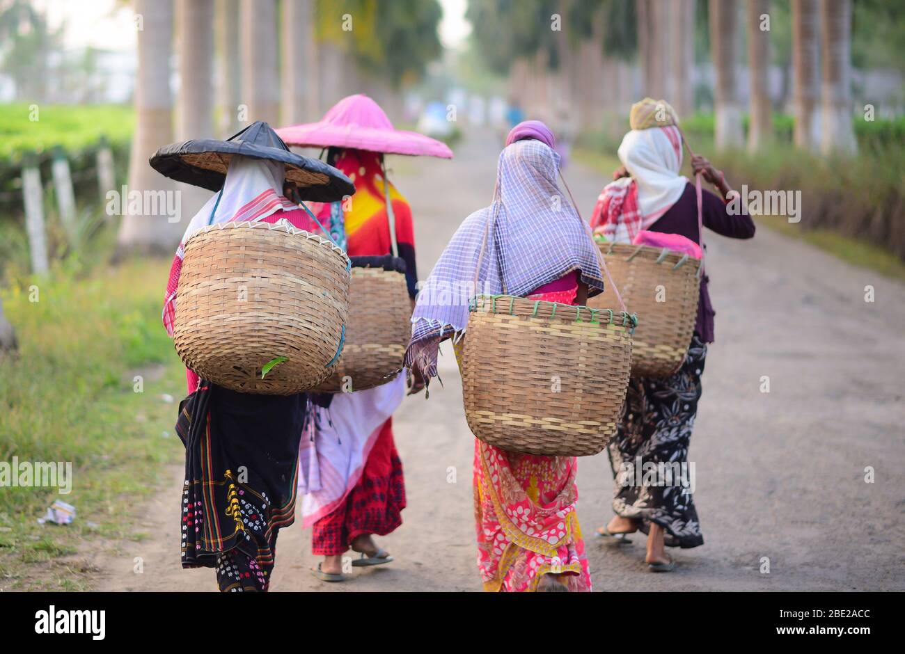 Tea garden workers on their way to pluck leaves at Assam. Stock Photo