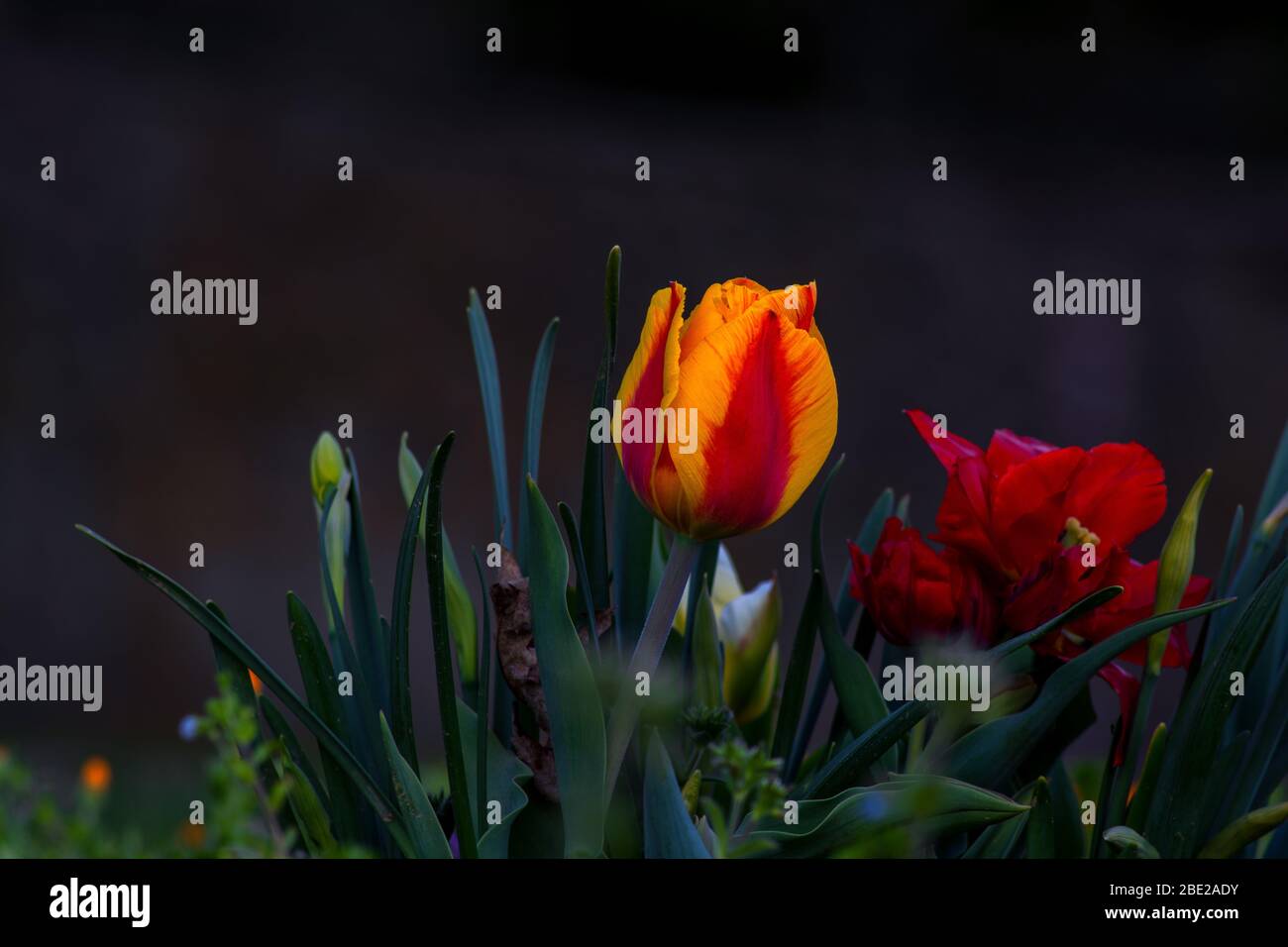 Concept flora . Daffodils and tulips Stock Photo