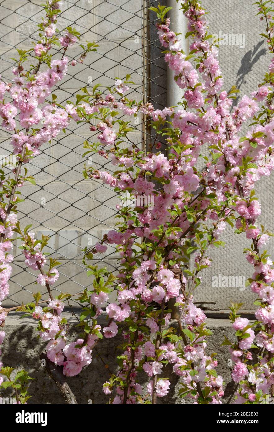 Many bright pink flowers are on twigs of flowering bush of Prunus triloba in spring sunlight. Stock Photo