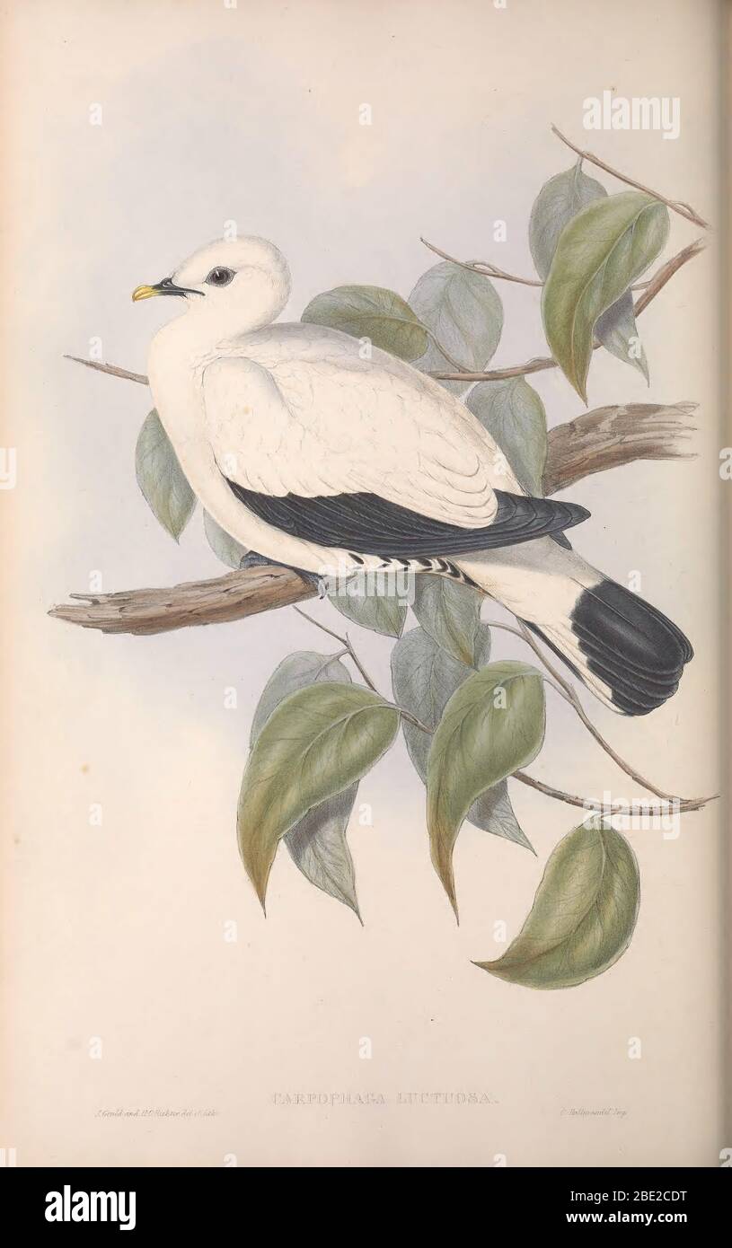 The birds of Australia By John Gould Stock Photo