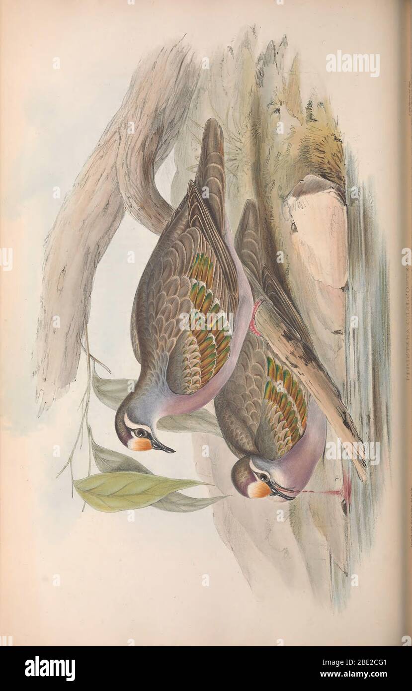 More Australian Birding Tales - John Beaufoy main image 1