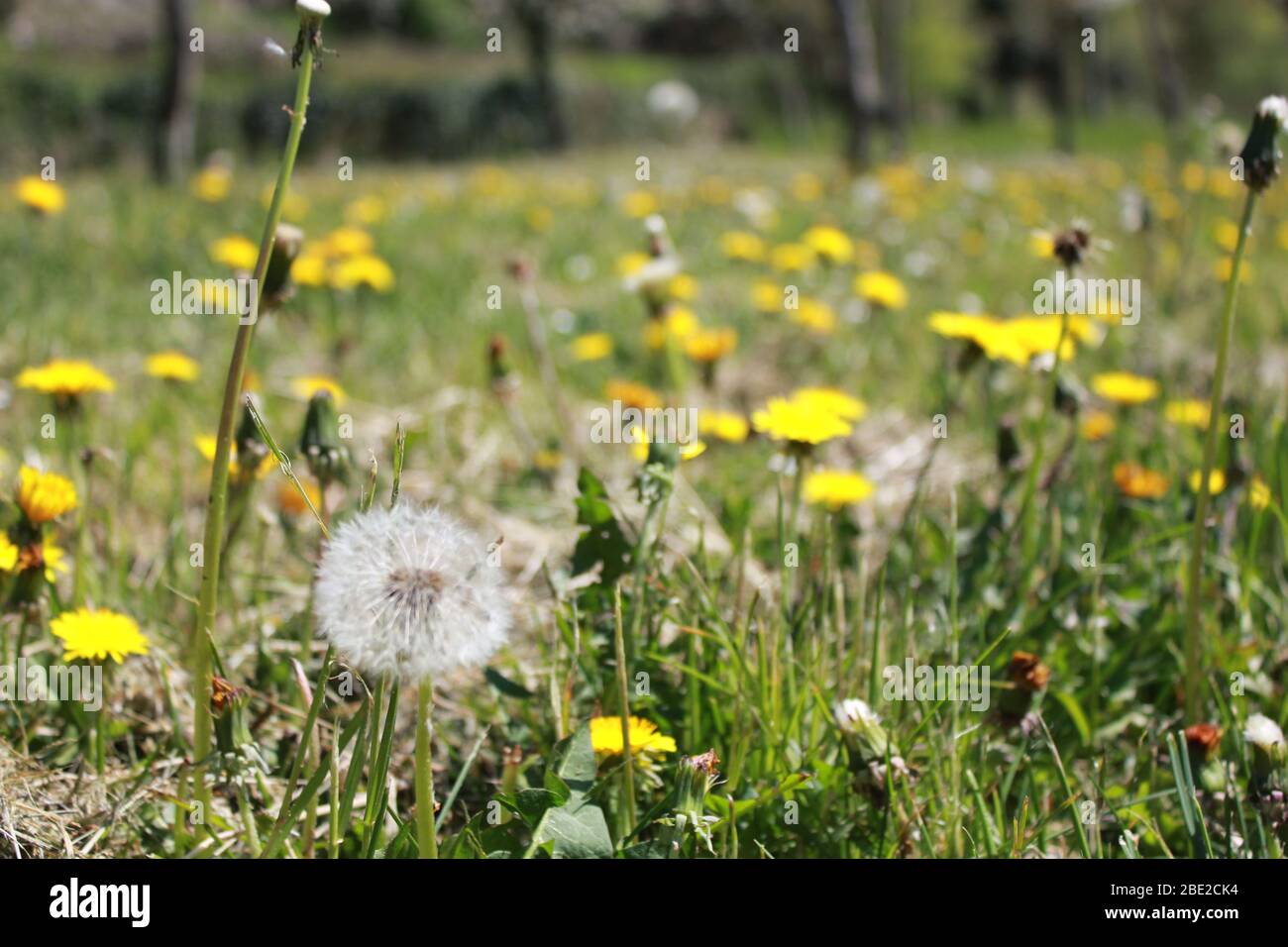 Dandelions in a field with dandelion clock Stock Photo
