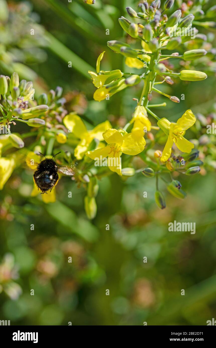 bee on cauliflower flowers Stock Photo