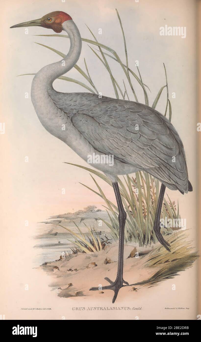 The birds of Australia By John Gould Stock Photo