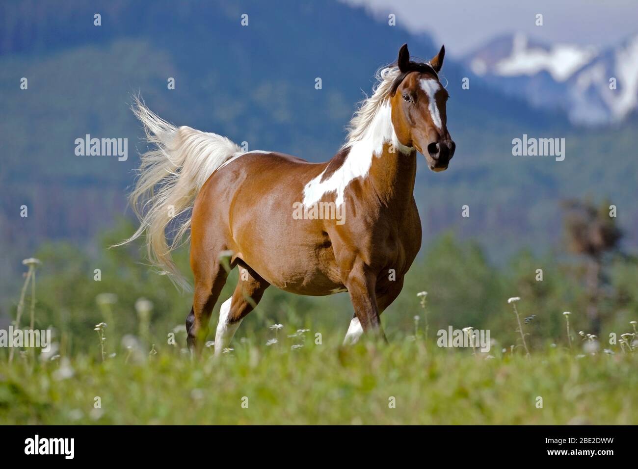 Beautiful Arabian Paint Horse Gelding running on summer meadow Stock Photo