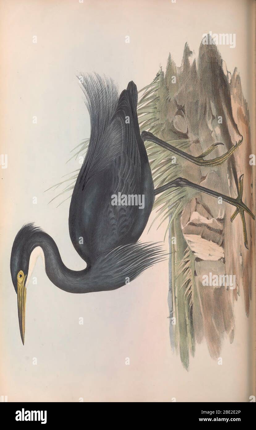The birds of Australia By John Gould Stock Photo