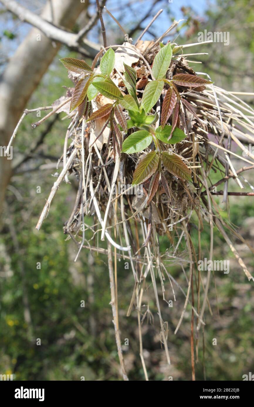 Flooding debris in a tree Stock Photo