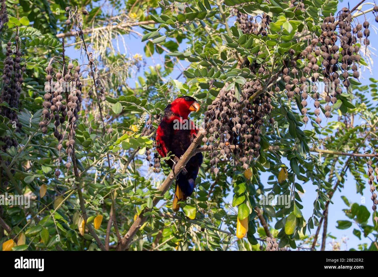 Colorful parrot on the branch of Kowhai tree. Black-capped Lory(Lorius lory). Raja Ampat, Indonesia Stock Photo
