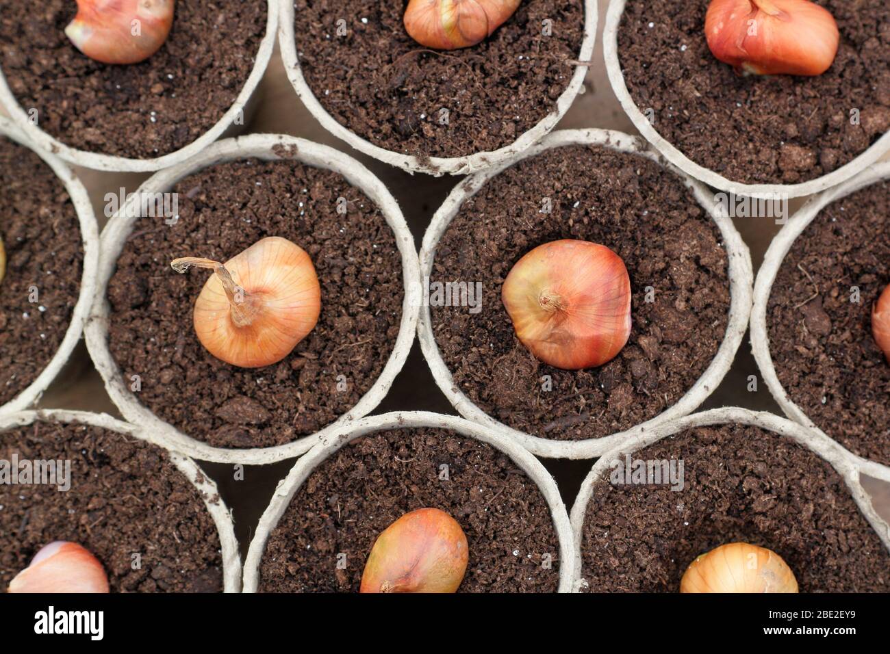 potting soil mix for african violets African Violet Potting Soil Mix, Hand Blended soil Additive for Indoor  Plants  Kurated Korner
