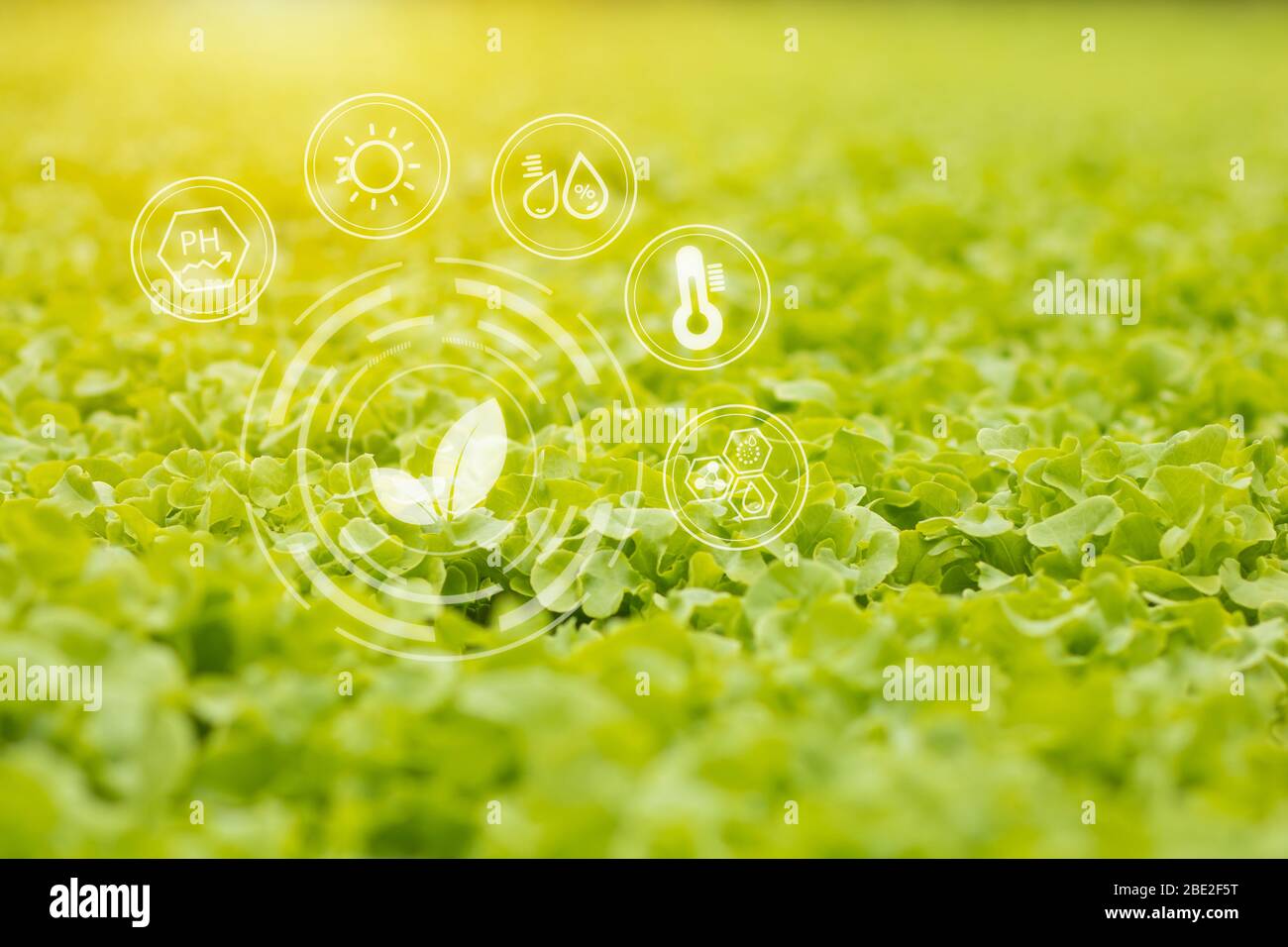 hydroponic vegetable grow and complete with a good balance of water and oxygen as temperature