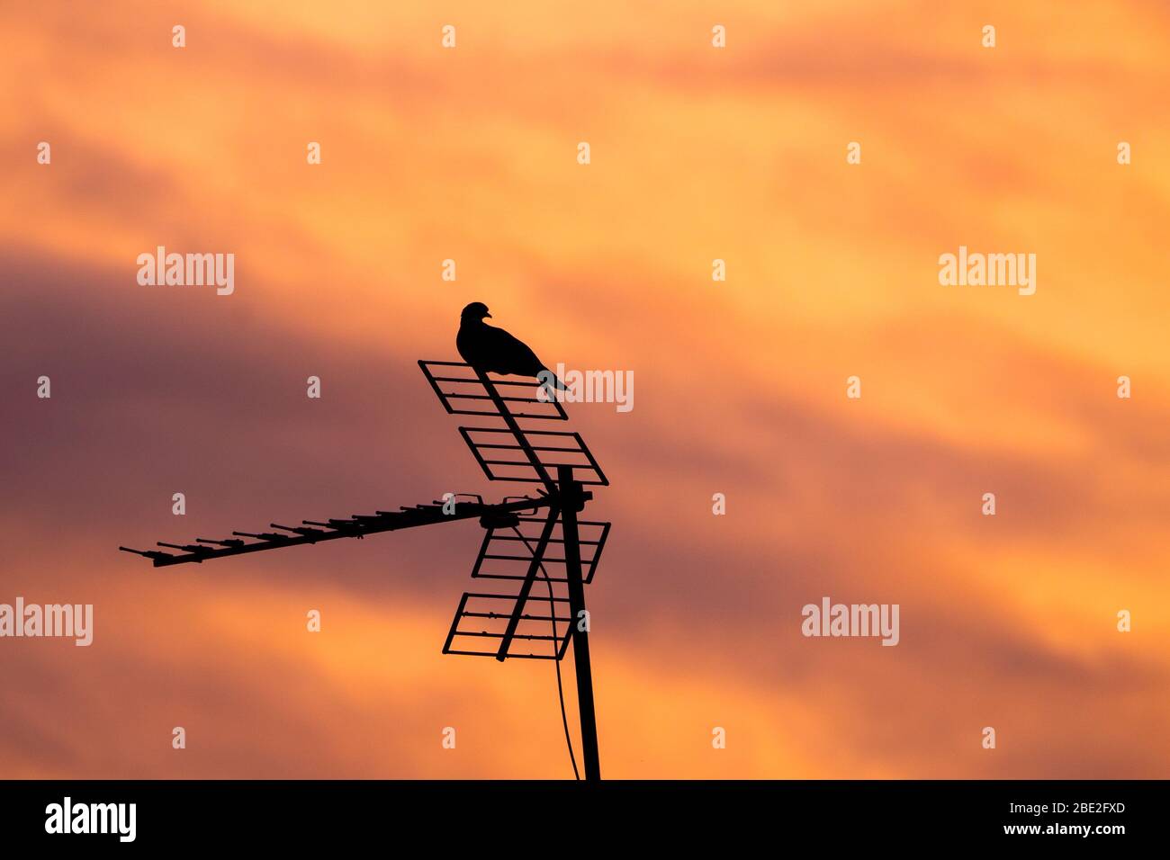 Pigeon resting on a house antenna in the evening. Silhouette of a bird sleeping on the antenna of a city house at sunset. Sunset with space for text. Stock Photo