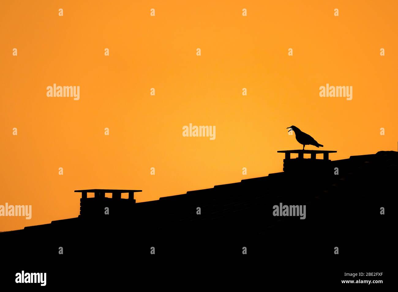 Seagull screaming from the chimney of a house roof in the evening. Silhouette of a bird on top of a house in the city. Orange background with space fo Stock Photo