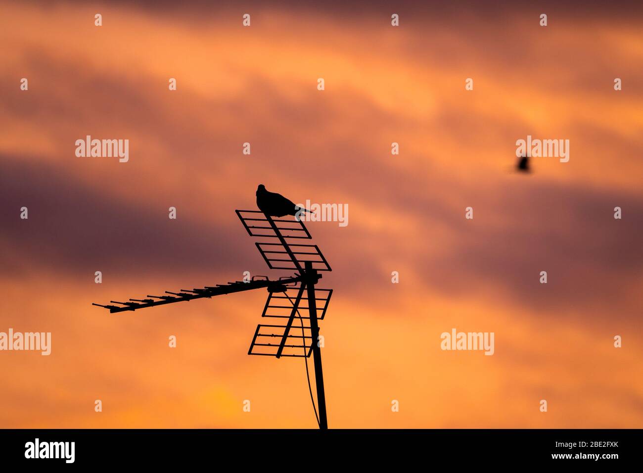 Pigeon resting on a house antenna in the evening watching another bird in flight. Silhouette of a bird sleeping on the antenna of a city house at suns Stock Photo