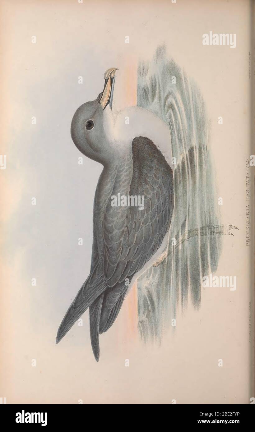 The birds of Australia By John Gould Stock Photo