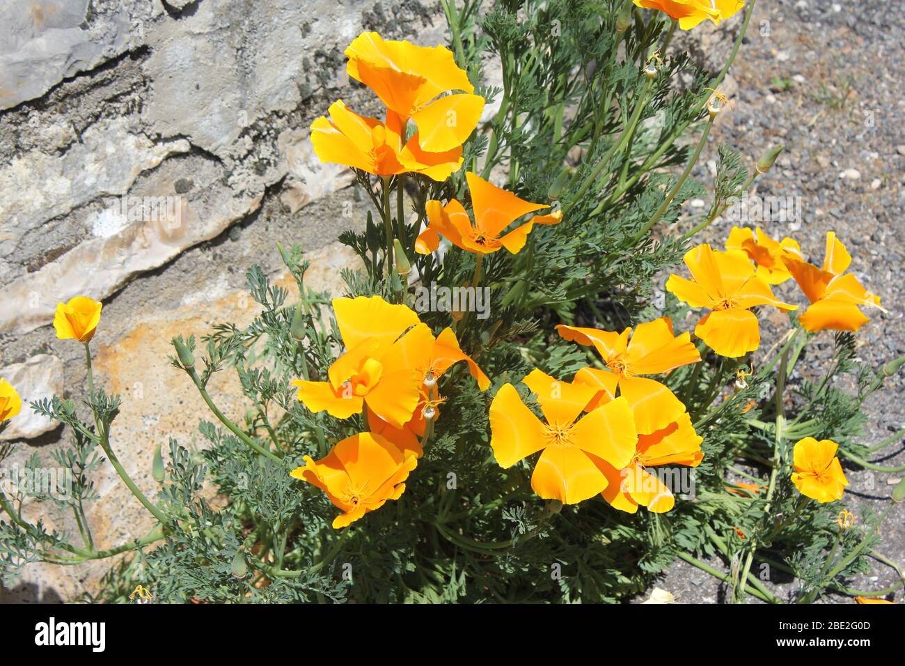 Group of Californian poppies Stock Photo
