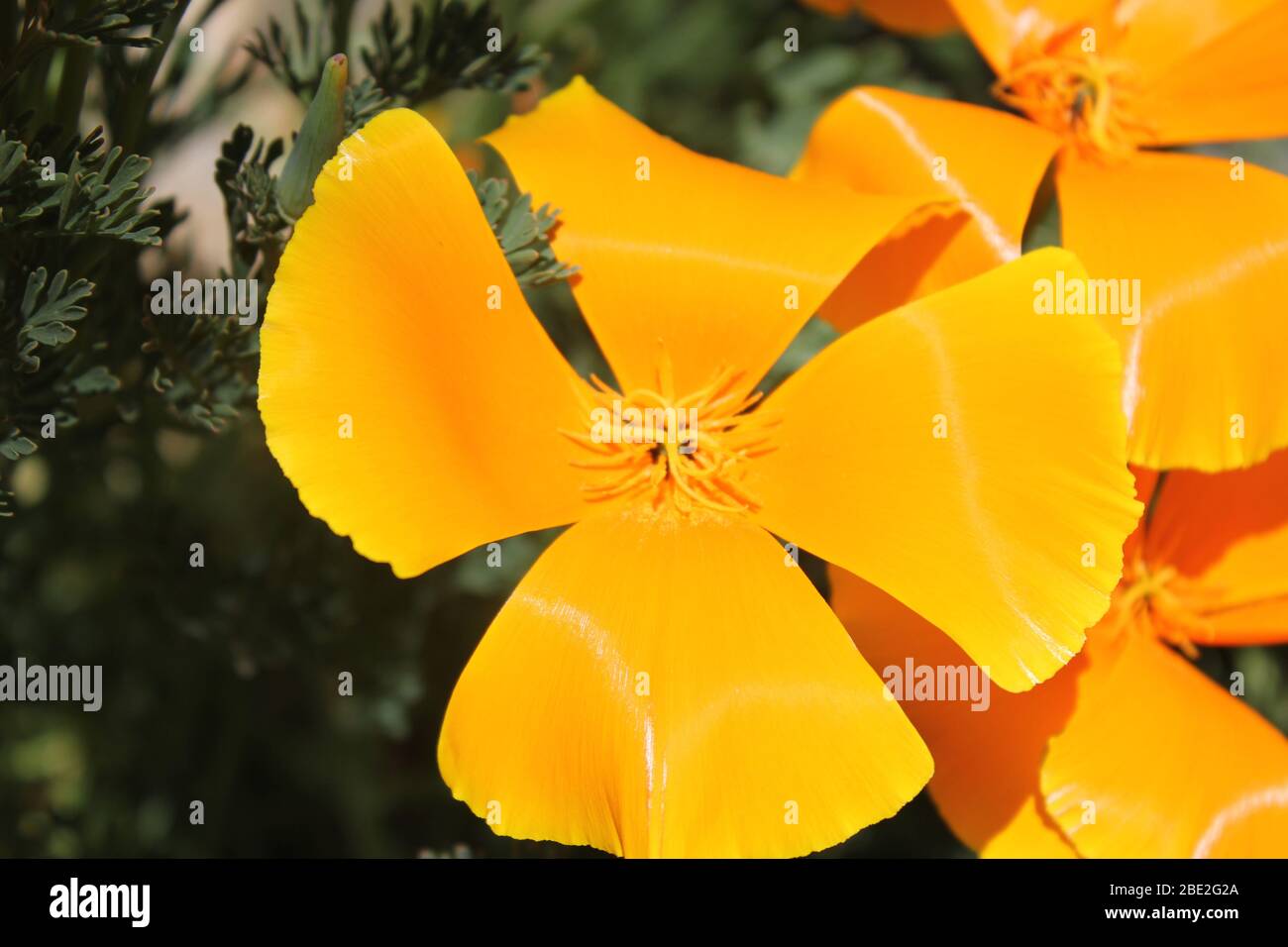 Orange Californian poppy Stock Photo