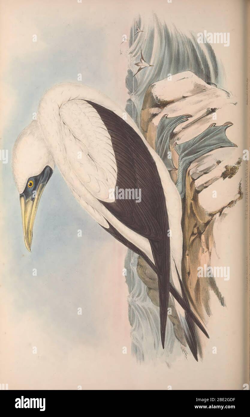 The birds of Australia By John Gould Stock Photo