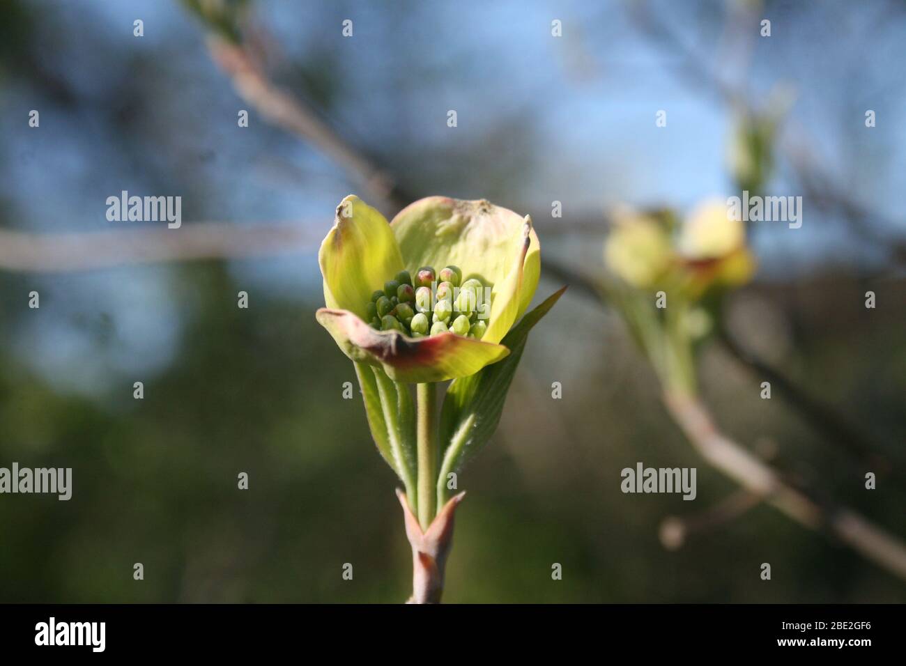 Dogwood in early spring. Stock Photo