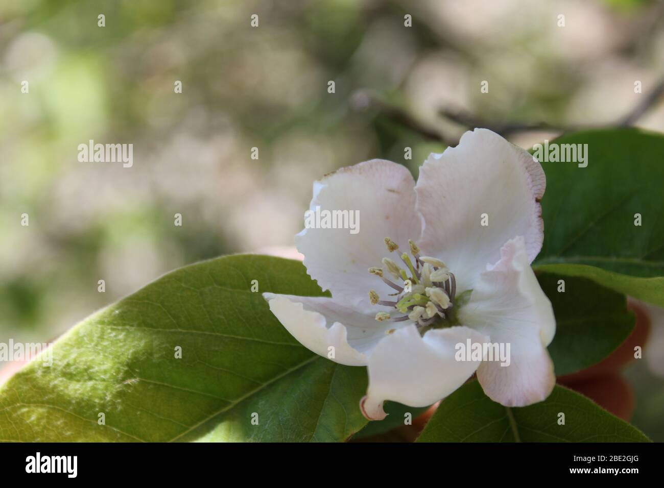 White quince flower hi-res stock photography and images - Alamy