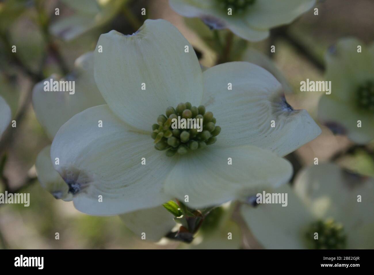 Dogwood in early spring. Stock Photo