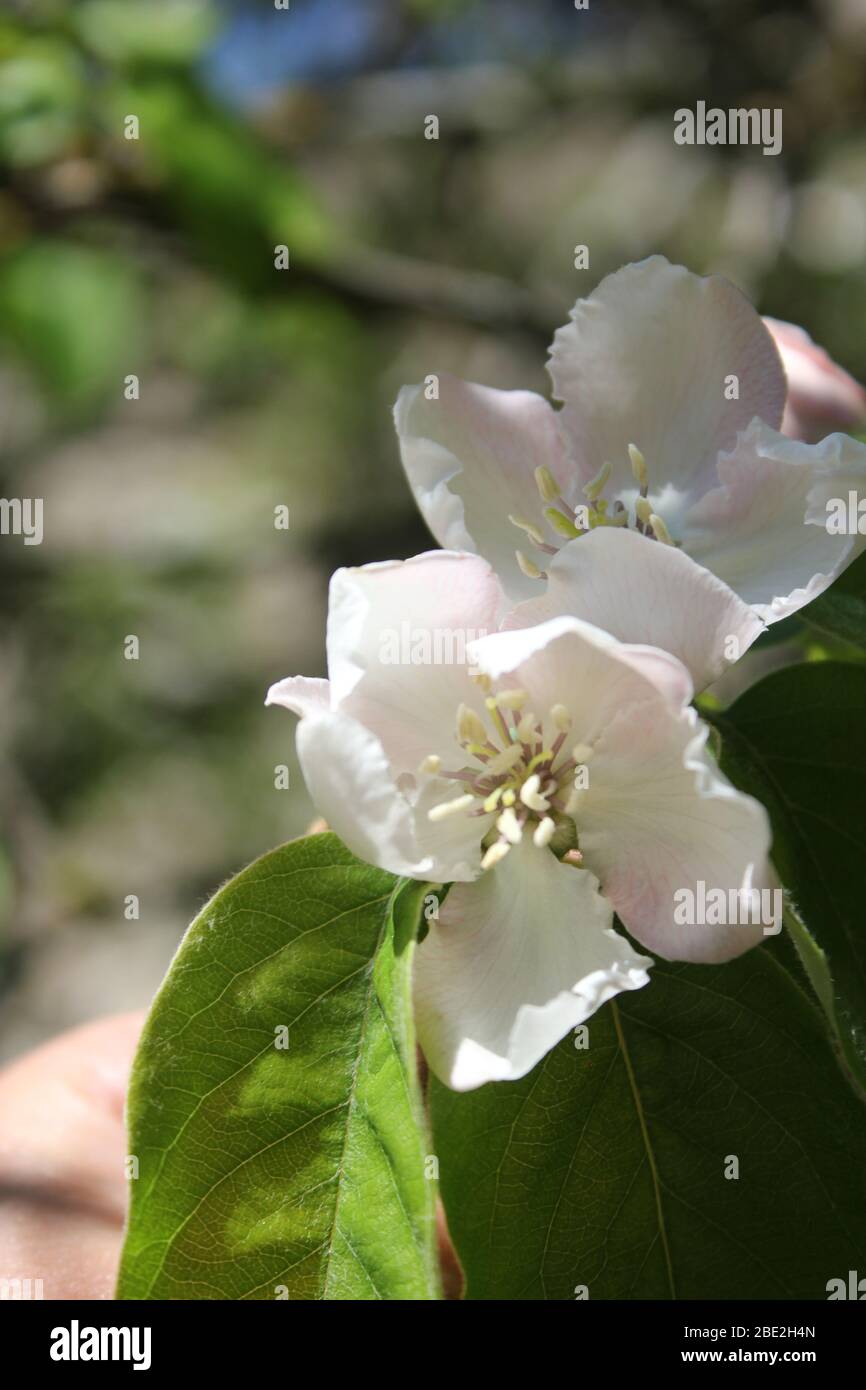 Quince blossom Stock Photo