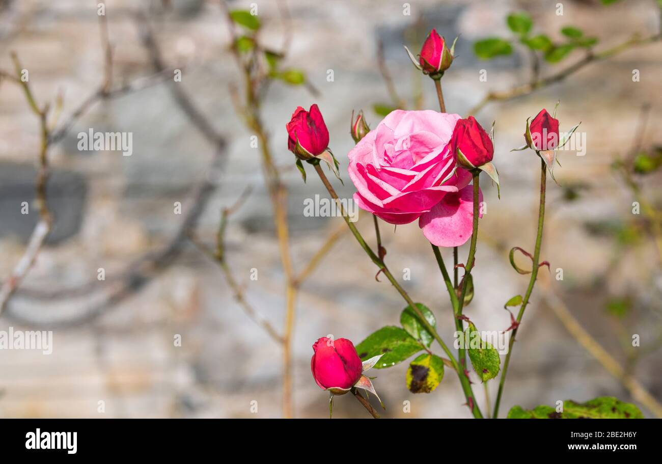 Rose colour hi-res stock photography and images - Alamy