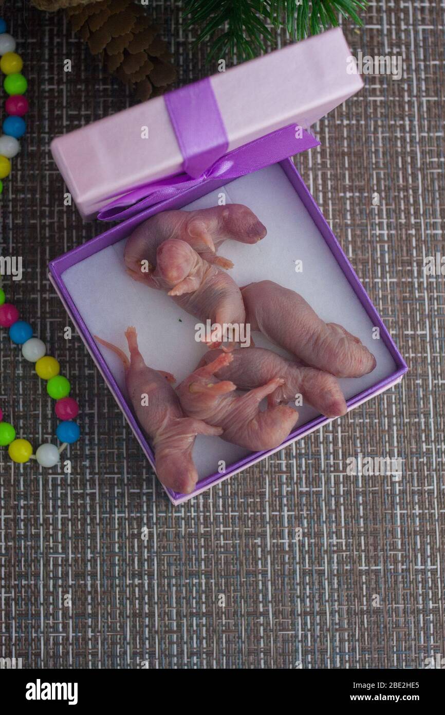 Rats family. New Year's gift in a casket with a bow Stock Photo Alamy